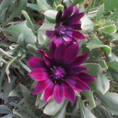 African Daisy