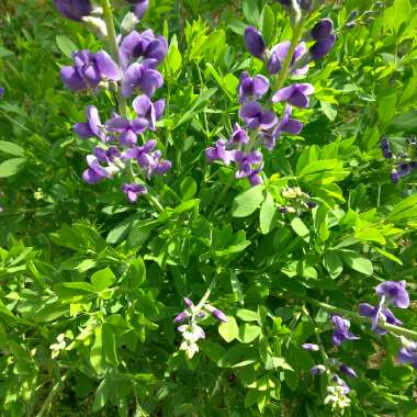 Baptisia australis