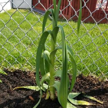 Elephant Garlic