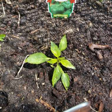 Sweet Pepper 'Californian Wonder'