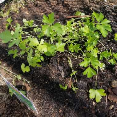 Italian Parsley 'Gigante'