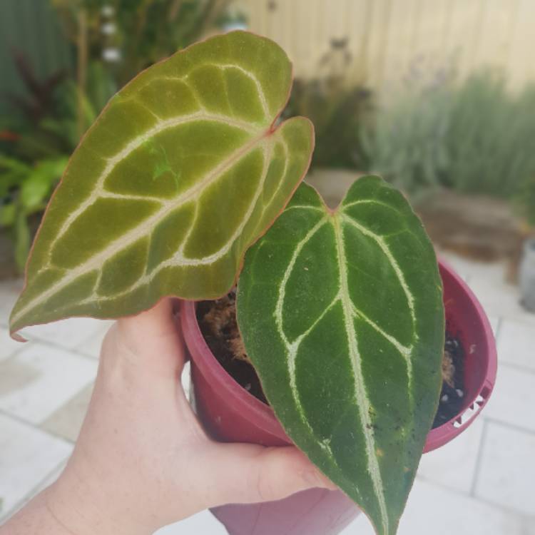 Plant image Anthurium crystallinum