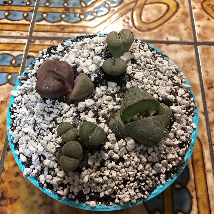 Plant image Lithops Hookeri var. Dabneri