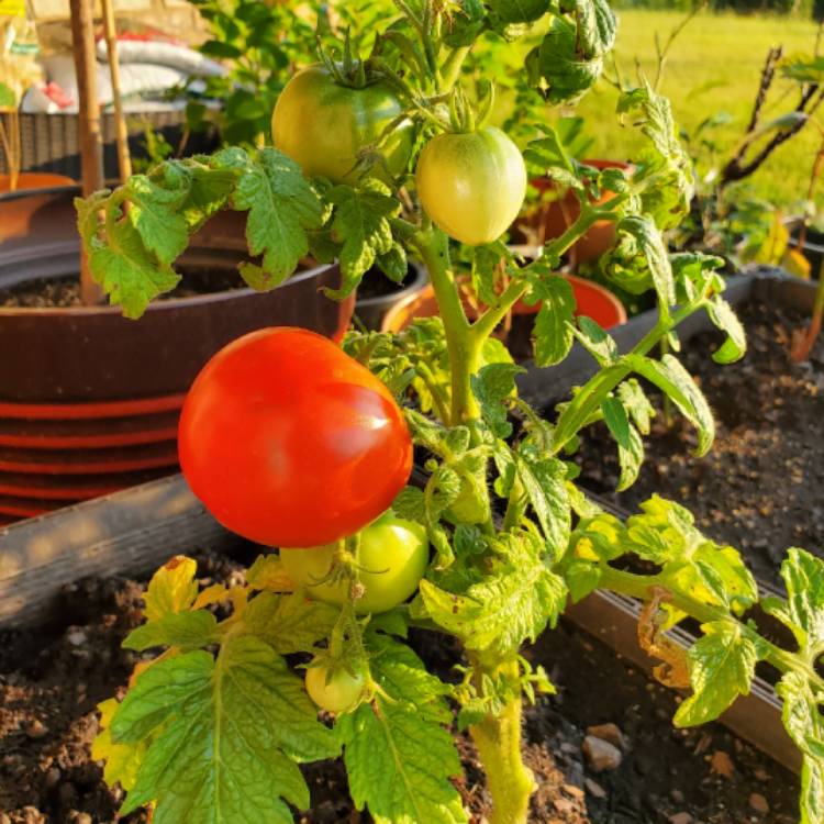 Plant image Solanum lycopersicum 'Patio'