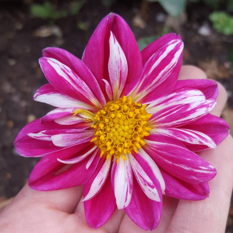 Plant image Dahlia 'Mariposa'