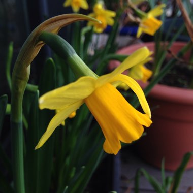 Daffodil