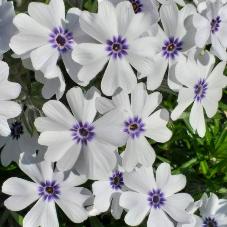 Plant image Phlox subulata 'Bavaria'