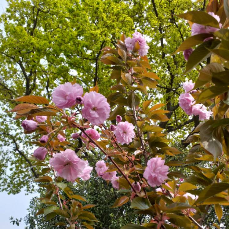 Plant image Prunus 'Kanzan'