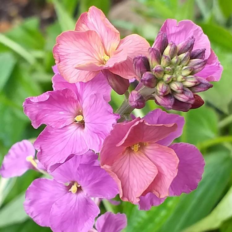 Plant image Erysimum linifolium 'Variegatum'