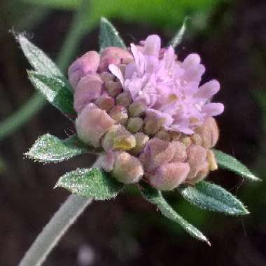 Scabiosa caucasica