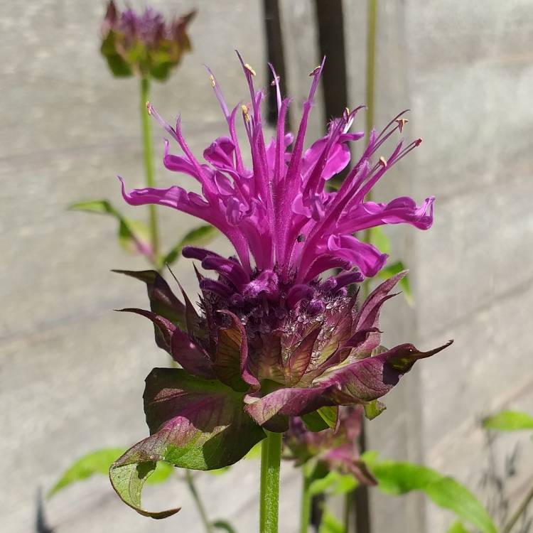 Plant image Monarda 'Scorpion'