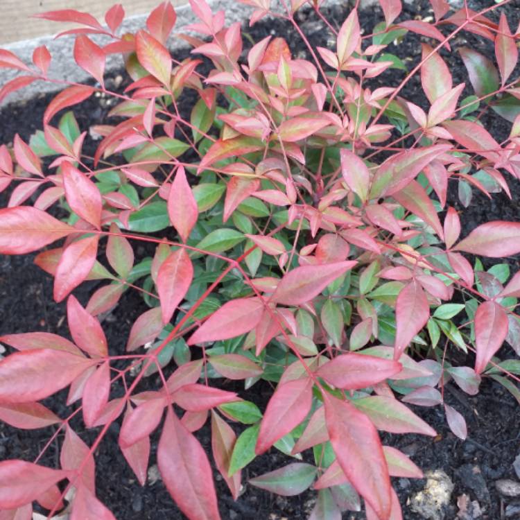 Plant image Nandina domestica 'Obsessed'