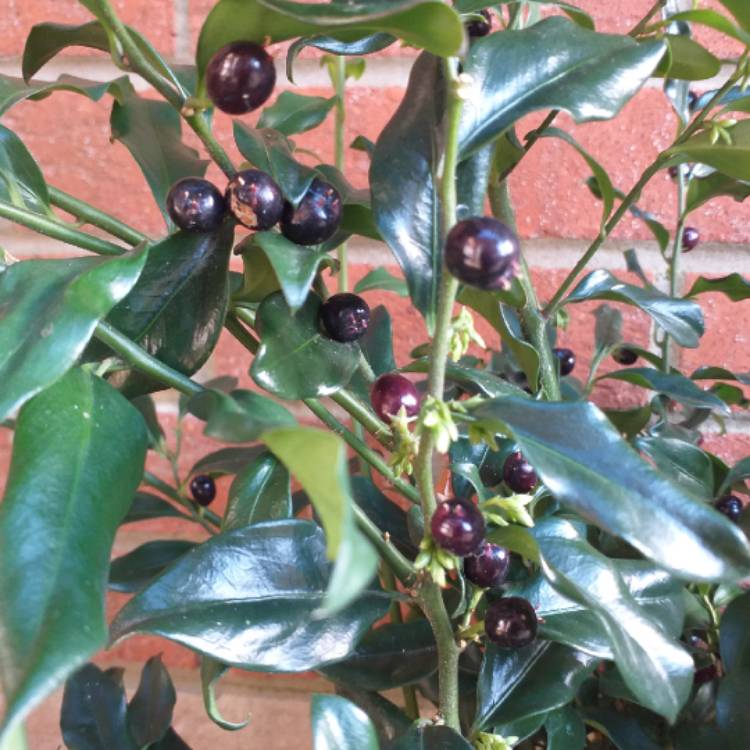 Plant image Sarcococca confusa