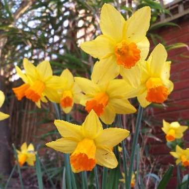 Narcissus 'Jetfire'