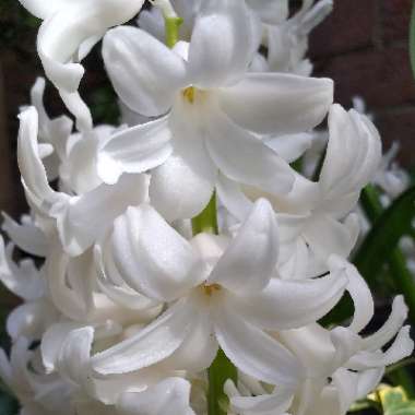 Hyacinthus orientalis 'Carnegie'