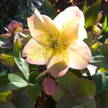 Helleborus