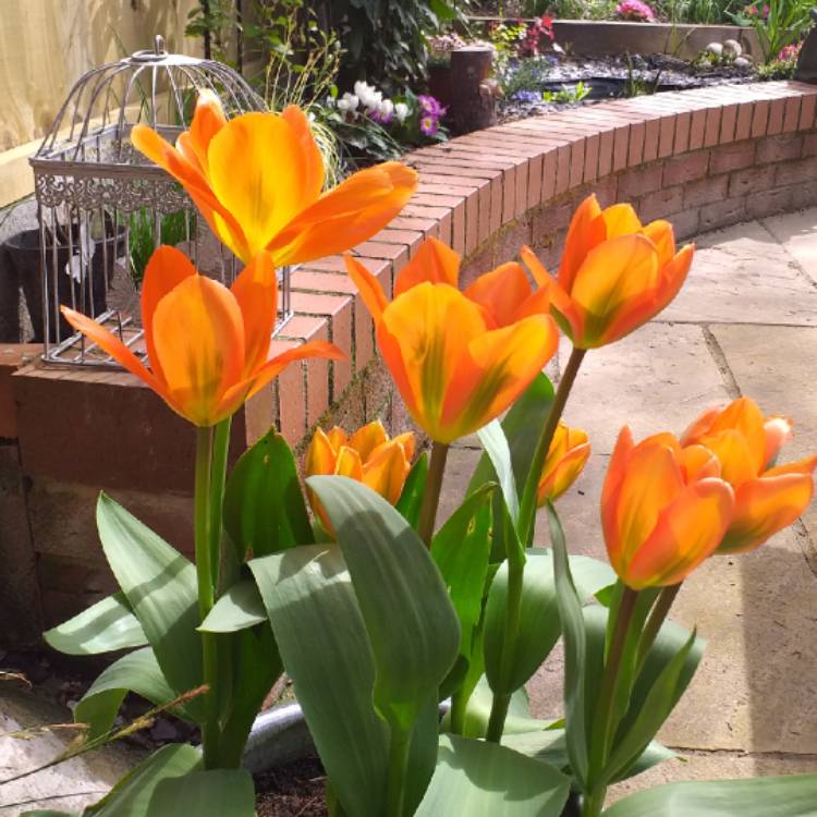 Plant image Tulipa 'Orange Emperor'