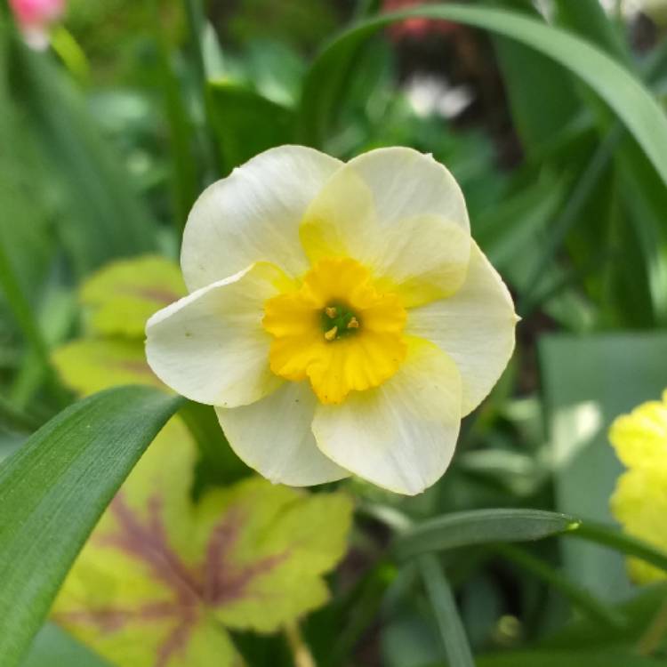 Plant image Narcissus 'Sun Disc'