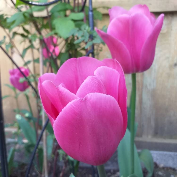 Plant image Tulipa 'Barcelona'