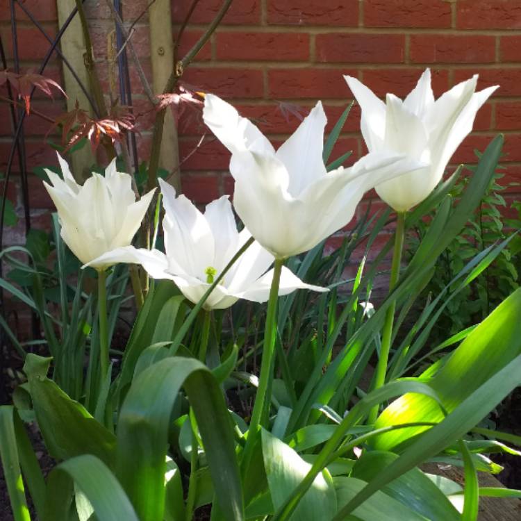 Plant image Tulipa 'Tres Chic'