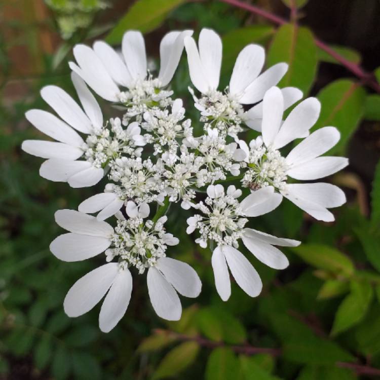 Plant image Orlaya Grandiflora