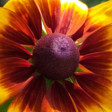 Rudbeckia hirta 'Rustic Dwarf Mix'