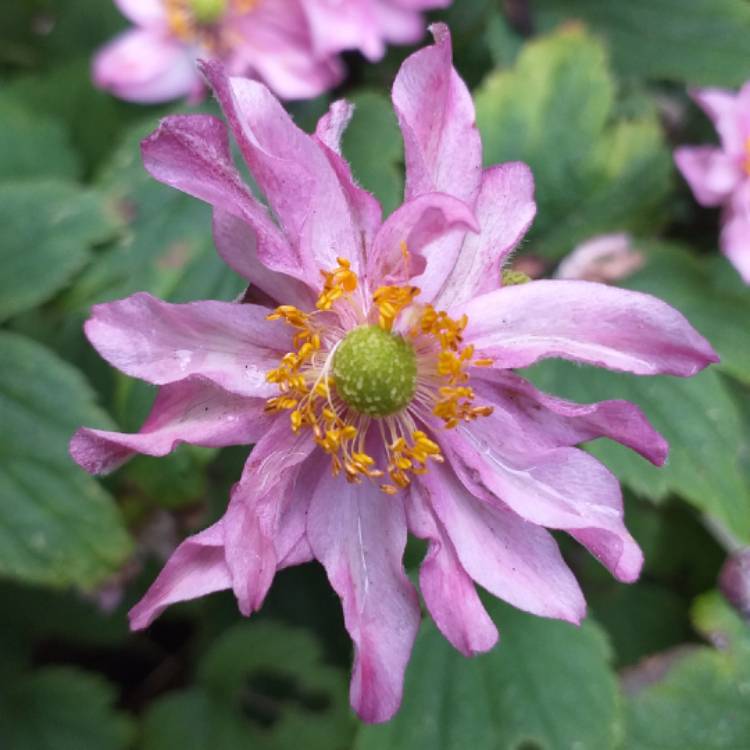 Plant image Anemone x hybrida 'Pocahontas' (Fantasy Series)