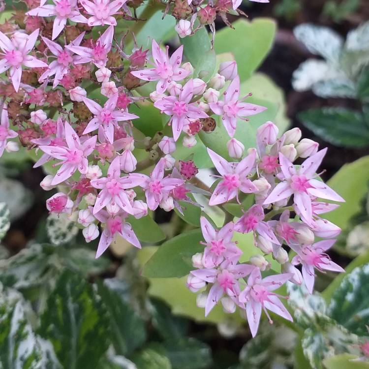 Plant image Sedum 'Pure Joy'