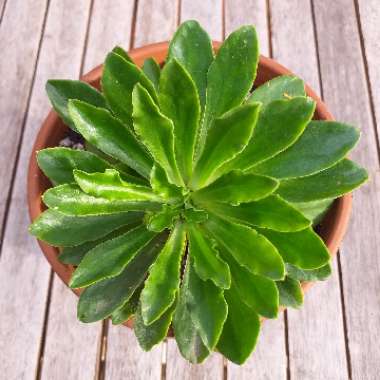 Lewisia cotyledon 'Elise Mixed' (Mix)