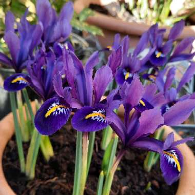 Iris 'Pixie' syn. Iris reticulata 'Pixie'