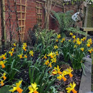 Narcissus 'Jetfire'