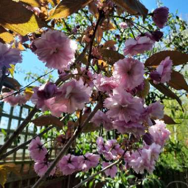 Prunus 'Kanzan'