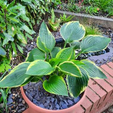 Hosta fortunei var. aureomarginata syn. Hosta 'Aureomarginata' (fortunei), Hosta fortunei 'Aureomarginata'