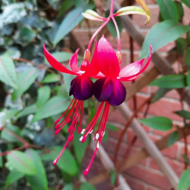 Plant image Fuchsia 'Lady Boothby'