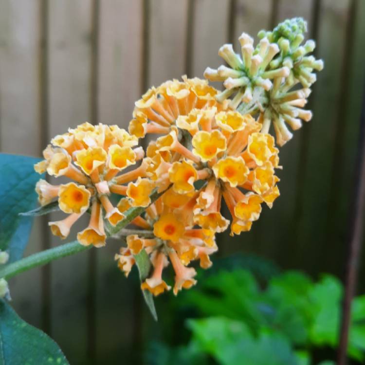 Plant image Buddleja x weyeriana 'Sungold'