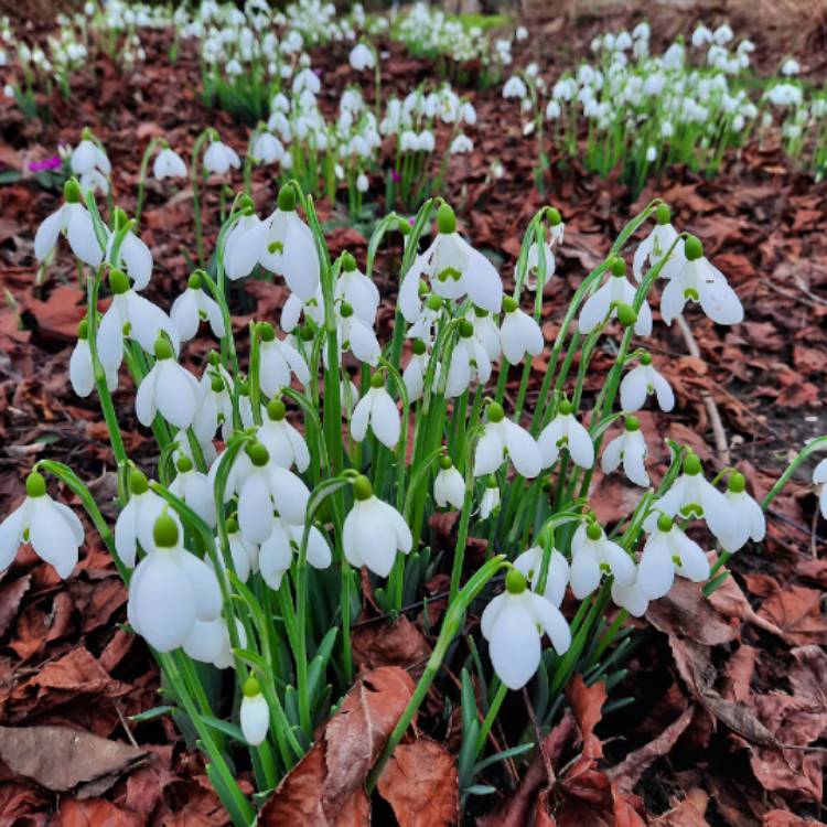 Plant image Galanthus