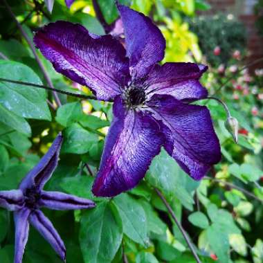 Clematis 'Super Nova'