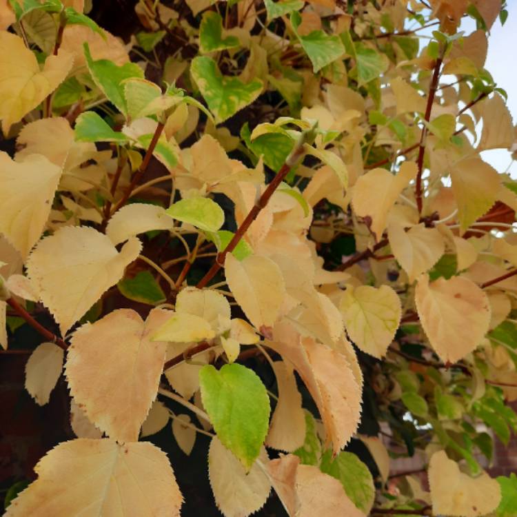 Plant image Hydrangea petiolaris  syn. Hydrangea anomala subsp. petiolaris