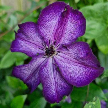 Clematis 'Super Nova'