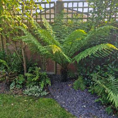 Tasmanian Tree Fern