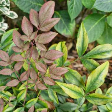 Nandina domestica 'Obsessed'