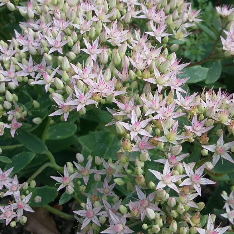 Plant image Sedum 'Pure Joy'