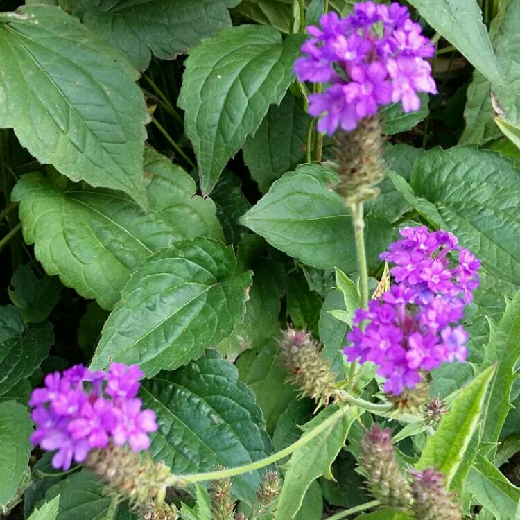 Plant image Verbena rigida syn. Verbena venosa