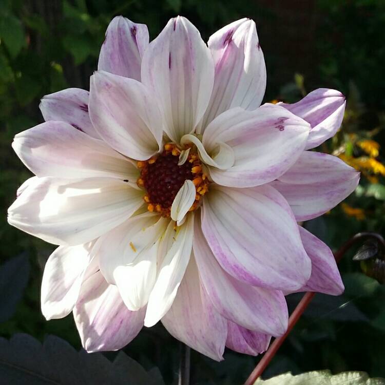 Plant image Dahlia 'Bishop of Leicester'