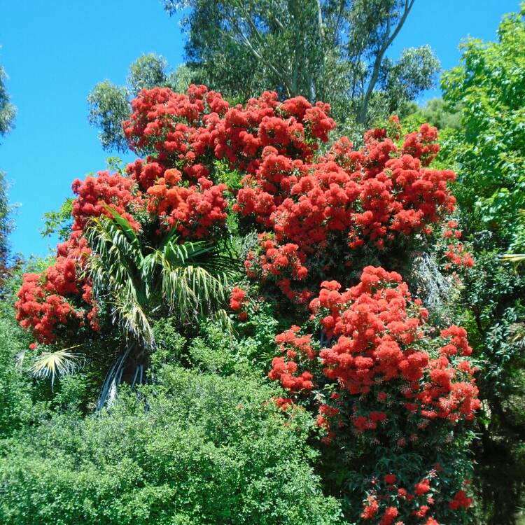 Plant image Metrosideros excelsa