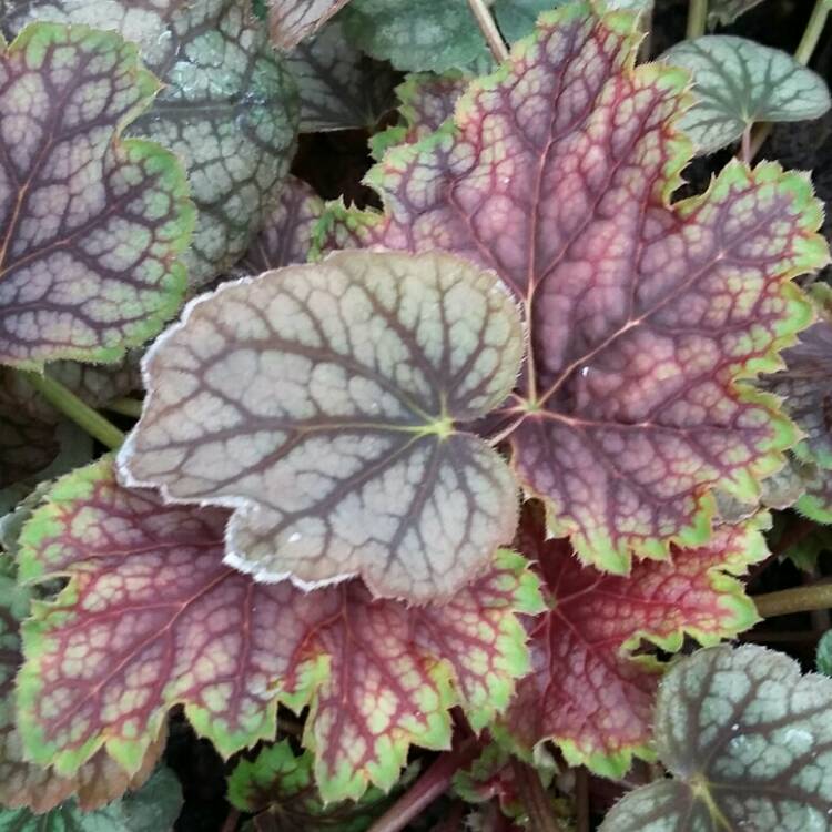 Plant image Heuchera 'Green Spice' syn. Heuchera americana 'Green Spice'