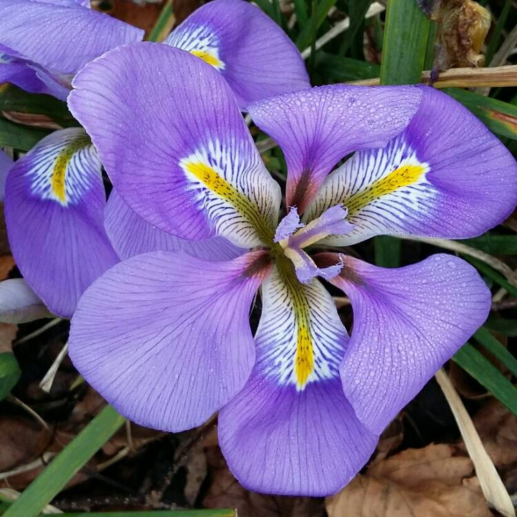 Plant image Iris unguicularis