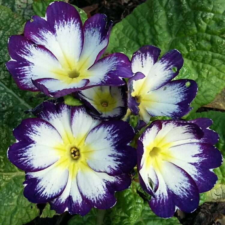 Plant image Primula Polyantha