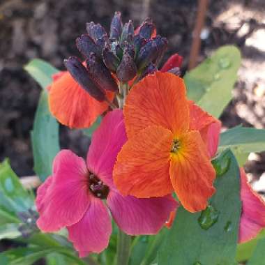 Erysimum 'Innerywinorch' syn. Erysimum 'Winter Orchid'