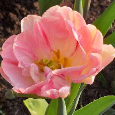 Tulipa 'Dynasty'